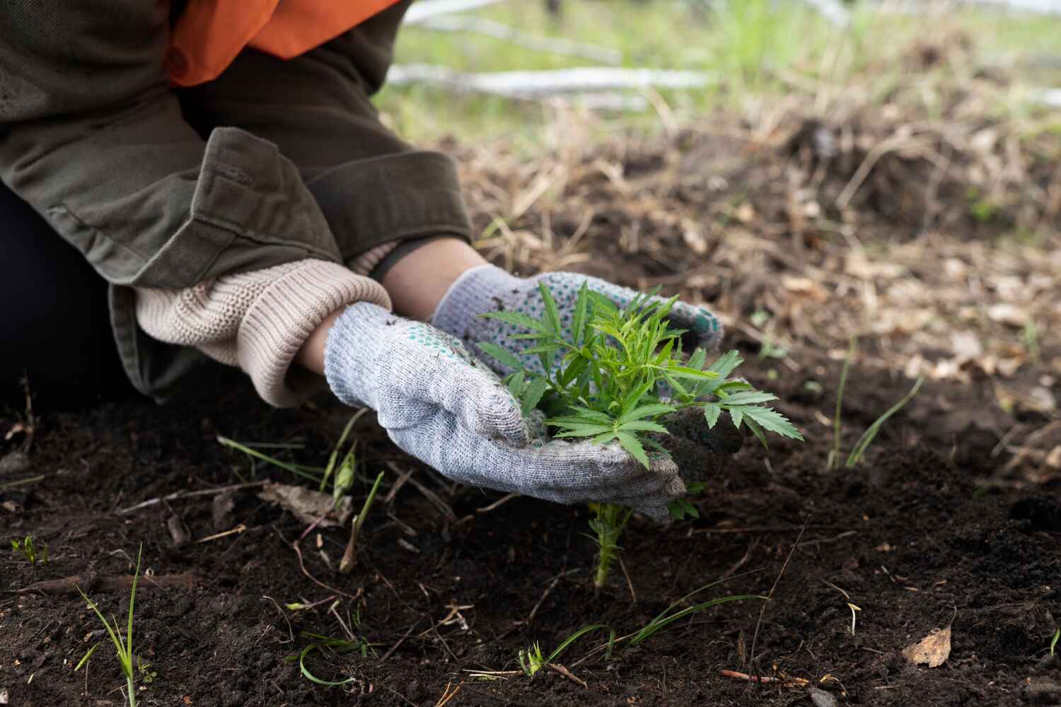 Best Tree Root Removal  in Chaffee, MO